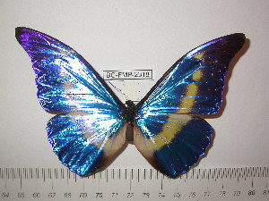  (Morpho rhetenor helena - BC-FMP-2318)  @13 [ ] Copyright (2011) Frank Meister Research Collection of Frank Meister