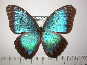  (Morpho peleides - BC-FMP-2347)  @14 [ ] Copyright (2011) Frank Meister Research Collection of Frank Meister