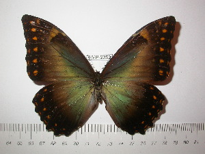  (Morpho telemachus - BC-FMP-2353)  @13 [ ] Copyright (2011) Frank Meister Research Collection of Frank Meister