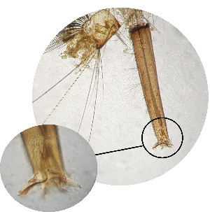  ( - CIEC-Cat-12-16)  @11 [ ] Copyright (2017) CIEC Centro de Investigaciones Entomológicas de Córdoba