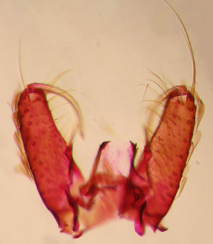  (Coquillettidia shannoni - CIEC-Fo-17-80)  @11 [ ] Copyright (2017) CIEC Centro de Investigaciones Entomológicas de Córdoba