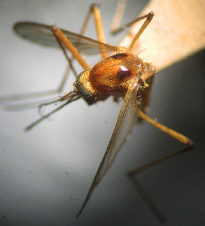  (Aedes stigmaticus - CIEC-Fo-17-82)  @11 [ ] Copyright (2017) CIEC Centro de Investigaciones Entomológicas de Córdoba