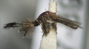  (Aedes hastatus - CIEC-Fo-17-89)  @11 [ ] Copyright (2017) CIEC Centro de Investigaciones Entomológicas de Córdoba