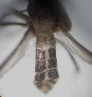  ( - CIEC-Ju-08-01)  @12 [ ] Copyright (2017) CIEC Centro de Investigaciones Entomológicas de Córdoba
