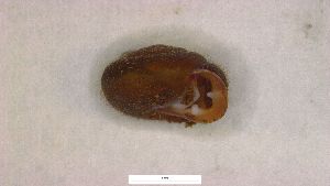  ( - SNMMo171)  @11 [ ] CreativeCommons  Attribution Non-Commercial Share-Alike (2022) Juraj Cacany Slovak National Museum-Natural History Museum