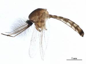  ( - SSAPU-MOS-0004)  @13 [ ] CreativeCommons - Attribution (2019) CBG Photography Group Centre for Biodiversity Genomics