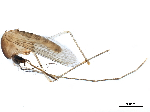  ( - SSAPU-MOS-0015)  @13 [ ] CreativeCommons - Attribution (2019) CBG Photography Group Centre for Biodiversity Genomics