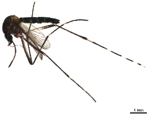  (Aedes albopictus - SSAPU-MOS-0036)  @14 [ ] CreativeCommons - Attribution (2019) CBG Photography Group Centre for Biodiversity Genomics