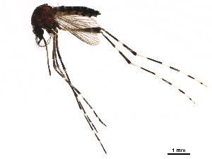  (Aedes cogilli - SSAPU-MOS-0081)  @14 [ ] CreativeCommons - Attribution (2019) CBG Photography Group Centre for Biodiversity Genomics