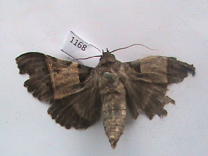  ( - MOTH168)  @12 [ ] Copyright (2011) Aditi S. Shere-Kharwar Paul Hebert Centre for DNA Barcoding and Biodiversity Studies (PHCDBBS)