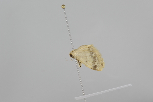  ( - CT00109)  @12 [ ] No Rights Reserved (2018) Patrick Strutzenberger University of Vienna, Dept of Botany and Biodiversity Research