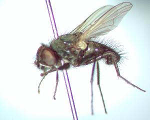  ( - BUIC-CHU2177)  @12 [ ] CreativeCommons - Attribution Non-Commercial Share-Alike (2012) Jade Savage Bishop's University