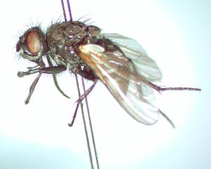  ( - BUIC-CHU2178)  @12 [ ] CreativeCommons - Attribution Non-Commercial Share-Alike (2012) Jade Savage Bishop's University