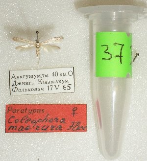  (Coleophora macrura - ANIKIN-2011-0037)  @11 [ ] CreativeCommons - Attribution Non-Commercial (2011) Saratov State University Saratov State University