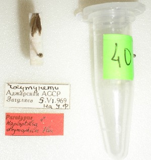  (Coleophora drymophila - ANIKIN-2011-0040)  @11 [ ] CreativeCommons - Attribution Non-Commercial (2011) Saratov State University Saratov State University