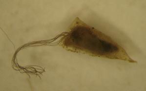  ( - UFSCAR MP-00256)  @12 [ ] CreativeCommons - Attribution (2010) CBG Photography Group Centre for Biodiversity Genomics