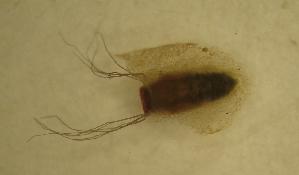  ( - UFSCAR MP-00292)  @12 [ ] CreativeCommons - Attribution (2010) CBG Photography Group Centre for Biodiversity Genomics