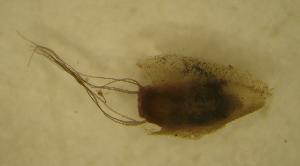  ( - UFSCAR MP-00293)  @12 [ ] CreativeCommons - Attribution (2010) CBG Photography Group Centre for Biodiversity Genomics