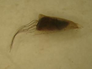  ( - UFSCAR MP-00294)  @12 [ ] CreativeCommons - Attribution (2010) CBG Photography Group Centre for Biodiversity Genomics