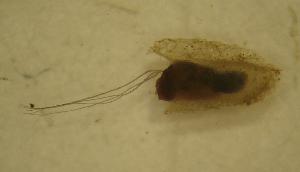  ( - UFSCAR MP-00295)  @12 [ ] CreativeCommons - Attribution (2010) CBG Photography Group Centre for Biodiversity Genomics