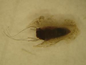  ( - UFSCAR MP-00296)  @12 [ ] CreativeCommons - Attribution (2010) CBG Photography Group Centre for Biodiversity Genomics