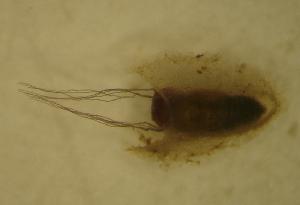  ( - UFSCAR MP-00297)  @12 [ ] CreativeCommons - Attribution (2010) CBG Photography Group Centre for Biodiversity Genomics