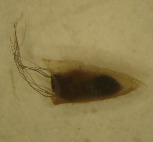  ( - UFSCAR MP-00298)  @12 [ ] CreativeCommons - Attribution (2010) CBG Photography Group Centre for Biodiversity Genomics