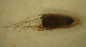  ( - UFSCAR MP-00299)  @12 [ ] CreativeCommons - Attribution (2010) CBG Photography Group Centre for Biodiversity Genomics