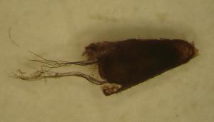  ( - UFSCAR MP-00301)  @12 [ ] CreativeCommons - Attribution (2010) CBG Photography Group Centre for Biodiversity Genomics