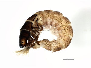  (Smicridea XZ sp. BZ4 - 09MPBZT-020)  @14 [ ] CreativeCommons - Attribution (2009) CBG Photography Group Centre for Biodiversity Genomics