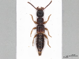 ( - BIOUG33358-D02)  @11 [ ] CreativeCommons - Attribution (2021) CBG Photography Group Centre for Biodiversity Genomics