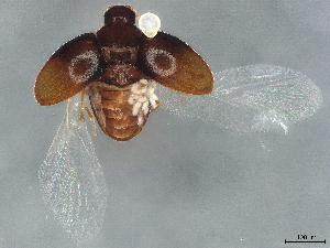  ( - BIOUG34214-D08)  @11 [ ] CreativeCommons - Attribution (2022) CBG Photography Group Centre for Biodiversity Genomics
