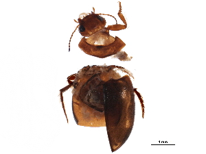  ( - BIOUG42767-D09)  @11 [ ] CreativeCommons - Attribution (2019) CBG Photography Group Centre for Biodiversity Genomics