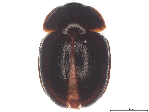  ( - BIOUG89972-H09)  @11 [ ] CreativeCommons - Attribution (2022) CBG Photography Group Centre for Biodiversity Genomics