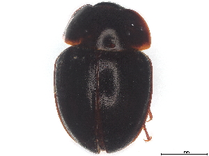  ( - BIOUG89972-H10)  @11 [ ] CreativeCommons - Attribution (2022) CBG Photography Group Centre for Biodiversity Genomics