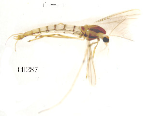  (Shangomyia impectinata - CH287)  @11 [ ] Unspecified (default): All Rights Reserved (2019) Chao Song Nankai University