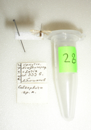  (Coleophora maturella - Anikin-2007-N28)  @11 [ ] Copyright (2007) Jean-Francois Landry Canadian National Collection