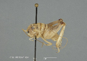  (Ammobaenetes phrixocnemoides - CSU-TJM002)  @11 [ ] CC0 1.0 (Public-domain) (2024) Department of Bioagricultural Sciences C.P. Gillette Museum of Arthropod Diversity, Colorado State University