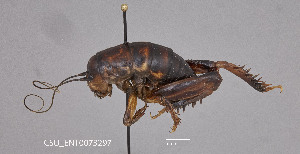  (Daihinia brevipes - CSU-TJM004)  @11 [ ] CC0 1.0 (Public-domain) (2024) Department of Bioagricultural Sciences C.P. Gillette Museum of Arthropod Diversity, Colorado State University