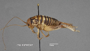  (Daihiniella bellicosa - CSU-TJM006)  @11 [ ] CC0 1.0 (Public-domain) (2024) Department of Bioagricultural Sciences C.P. Gillette Museum of Arthropod Diversity, Colorado State University