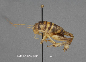  (Daihinibaenetes - CSU-TJM013)  @11 [ ] CC0 1.0 (Public-domain) (2024) Department of Bioagricultural Sciences C.P. Gillette Museum of Arthropod Diversity, Colorado State University