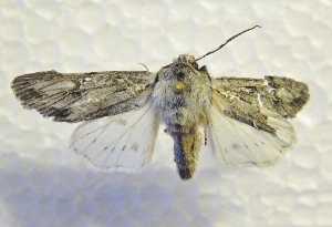  ( - DMZ0522-24)  @11 [ ] CreativeCommons - Attribution Non-Commercial Share-Alike (2017) Mat Seidensticker MPG Ranch