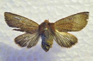  ( - DMZ0522-38)  @13 [ ] CreativeCommons - Attribution Non-Commercial Share-Alike (2017) Mat Seidensticker MPG Ranch