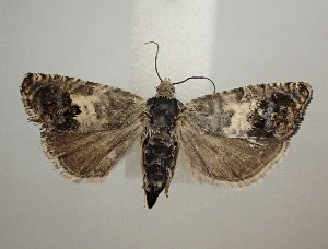  ( - ALM072919-13)  @11 [ ] Creative Commons - Non-Commercial Share-Alike (2019) Unspecified MPG Ranch