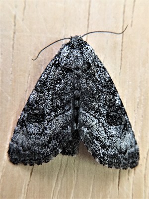  ( - MPG0719-24)  @12 [ ] CreativeCommons - Attribution Non-Commercial Share-Alike (2018) Unspecified MPG Ranch