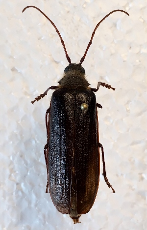  (Tragosoma harrisii - MPG0719-74)  @14 [ ] CreativeCommons - Attribution Non-Commercial Share-Alike (2017) Mat Seidensticker MPG Ranch