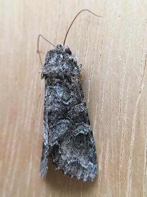  ( - MPG0822-07)  @12 [ ] CreativeCommons - Attribution Non-Commercial Share-Alike (2018) Unspecified MPG Ranch