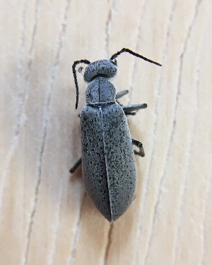  ( - MPGM0731-39)  @11 [ ] CreativeCommons - Attribution Non-Commercial Share-Alike (2018) Unspecified MPG Ranch