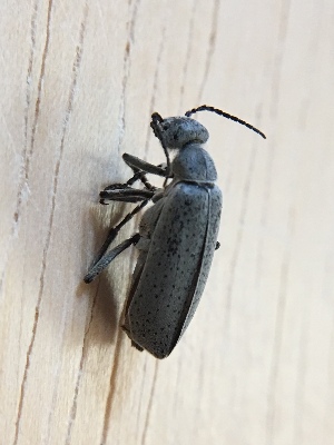  ( - MPGM0731-39)  @11 [ ] CreativeCommons - Attribution Non-Commercial Share-Alike (2018) Unspecified MPG Ranch