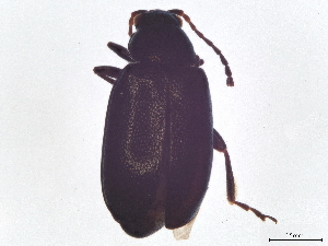 ( - BIOUG51094-G04)  @11 [ ] CreativeCommons - Attribution (2021) CBG Photography Group Centre for Biodiversity Genomics